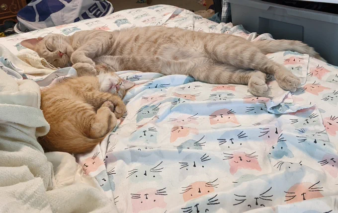 A pale ginger/buff tabby adult sleeps near the foot of a bed with cat print sheets. A bright orange tabby kitten is curled up by his curled front paws.