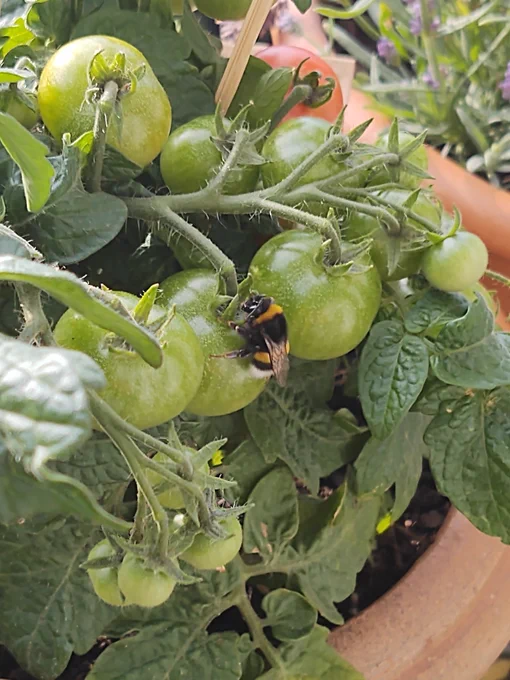 Hummel sitzt auf einer Tomatenpflanze. 