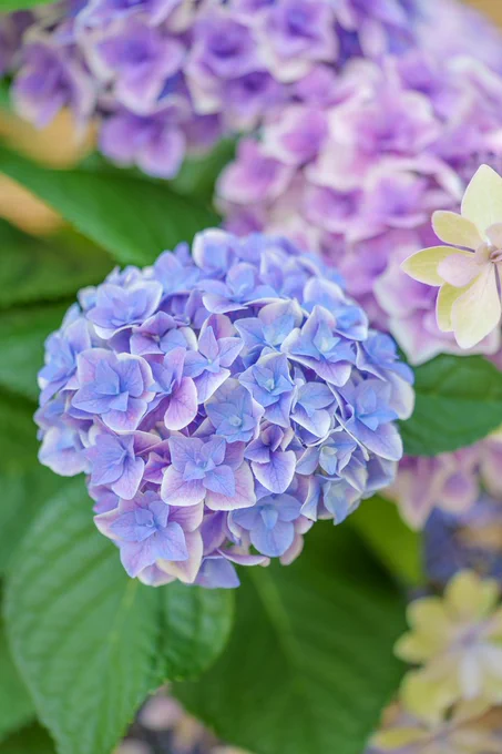 青紫色の紫陽花の花。緑の葉に囲まれた美しいアジサイのアップ