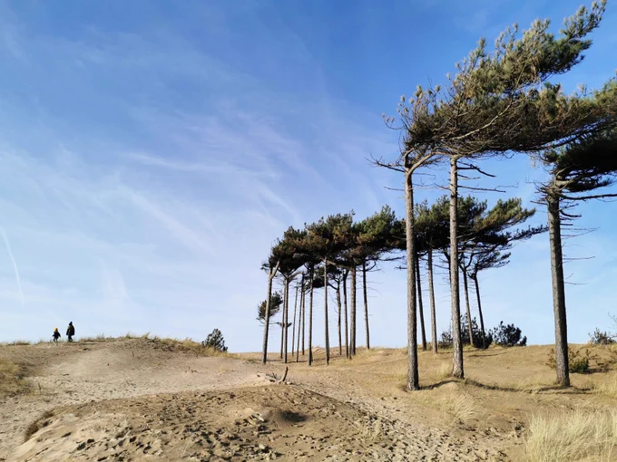 A landscape view shows sand dunes with several pine trees against a blue sky with faint clouds.

The scene is composed of sand dunes sloping gently upwards, with a line of tall, slender pine trees positioned along the crest and to the right. The trees have a windswept appearance, with their branches all leaning outwards in the same direction. Their leaves are a dark, slightly greyish green hue. Two small children (the photographer’s) can be seen walking away on top of a dune to the left, tiny in comparison to the trees. The sky is a clear, vibrant blue, dotted with a few scattered hazy clouds. The foreground is dominated by the beige and light brown sand of the dunes, showing footprints. The trees are centrally positioned, drawing the eye upward to the sky.

Freshfield and Formby are the closest train stations.