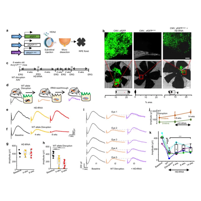 Engineered tRNA reduces vision loss in a mouse model of Leber congenital amaurosis
