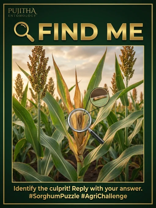 A premium agricultural puzzle poster showing sorghum plants with dead heart symptoms caused by shoot fly infestation. The poster asks viewers to identify the pest responsible.