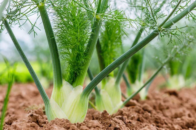 Fennel Bulb in garden bed. Annual fennel, Foeniculum vulgare azoricum. Florence or bulbing fennel.