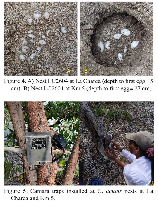 Two photos above showing a crocodile nest and eggs, with the bottom two photos showing a game trail camera set up and researcher setting it up on a tree.