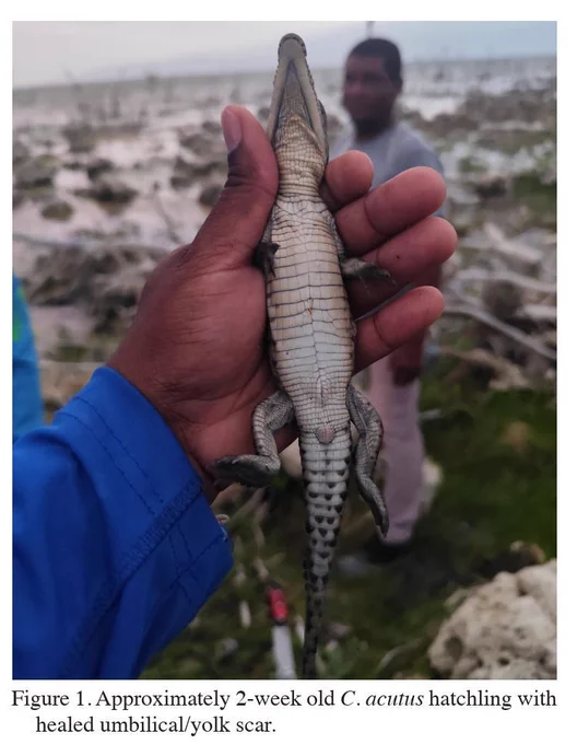 Researcher holding a hatchling crocodile in their hand.