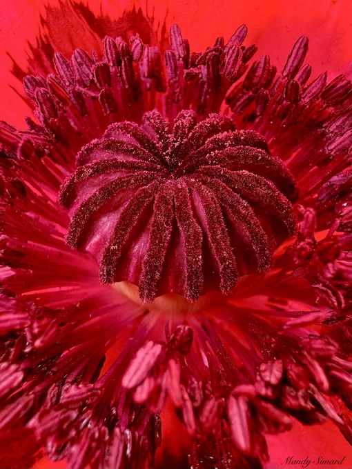 Red poppy
