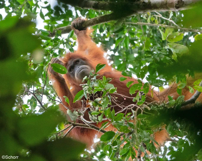 Das Foto zeigt einen Orang-Utan durch das dichte Blätterwerk einer Baumkrone.