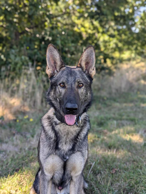 A German Shepherd dog sits outdoors, looking directly at the camera with its tongue out.