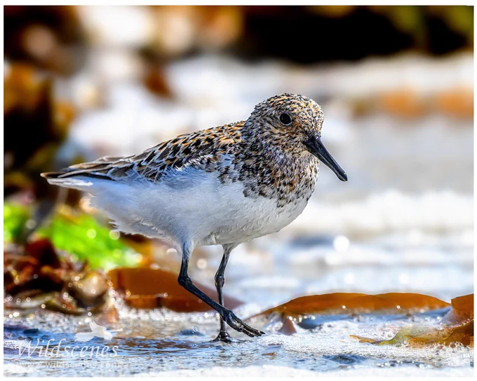 Summer plumaged sanderling  on the beach 