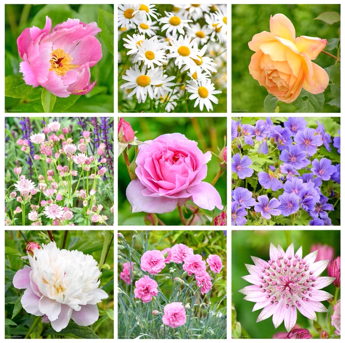 Nine-panel collage of June garden flowers. Clockwise from top left: a pink peony with golden stamens, a cluster of white ox-eye daisies, an apricot rose, violet-blue hardy geraniums, a close-up of pale pink astrantia, pink carnations, a white peony with blush-pink outer petals, a soft pink rose, and a drift of pale pink astrantia among purple salvia spikes. All are photographed against fresh green summer foliage.