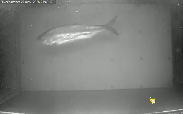 Sábalo.