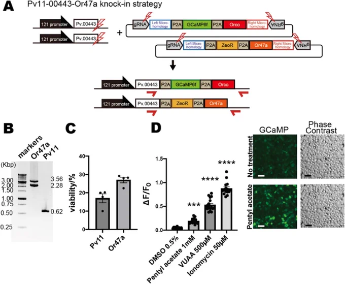 Fig. 1
Generation of the Pv11-00443-Or47a stable cell line. 