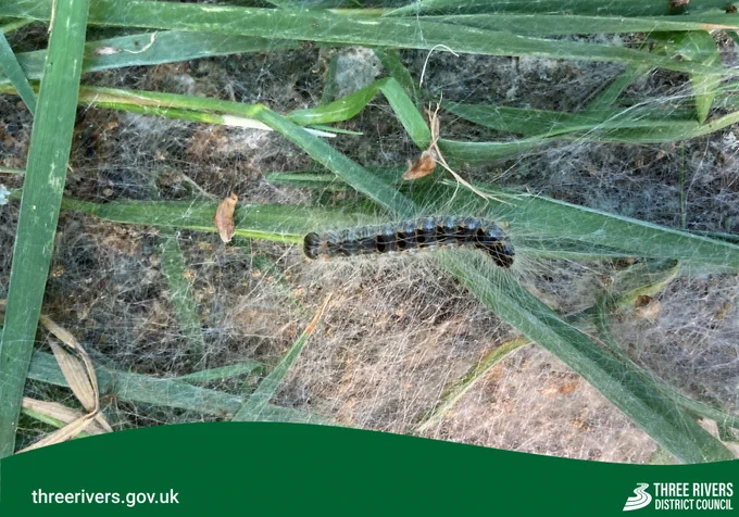An Oak Processionary Moth Caterpillar