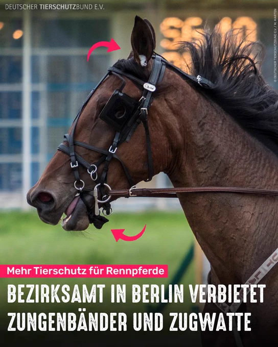 Trabrennpferd. Bildtext: Mehr Tierschutz für Rennpferde - Bezirksamt in Berlin verbietet Zungenbänder und Zugwatte