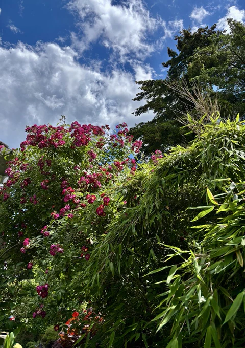 Sommeransichten im Juni‘26, aus dem Garten.
Rosenrambler
Bambus
Kletterhortensie