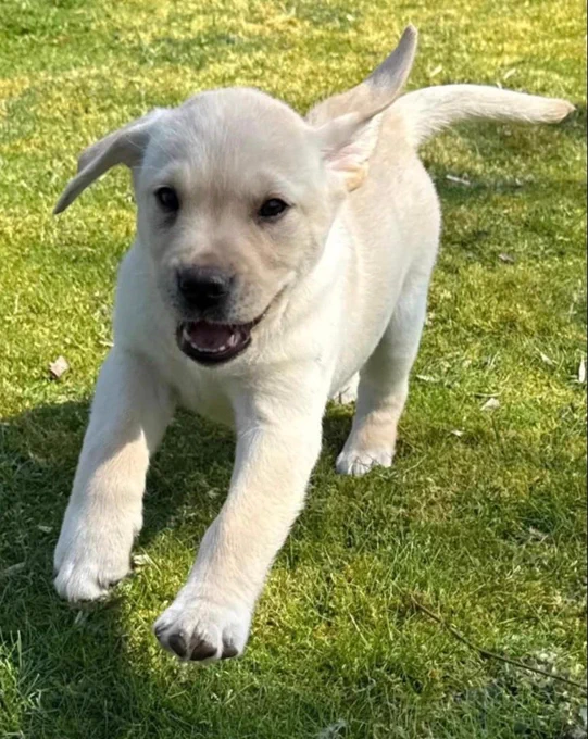 Photo is of a little yellow Labrador puppy running on the grass
