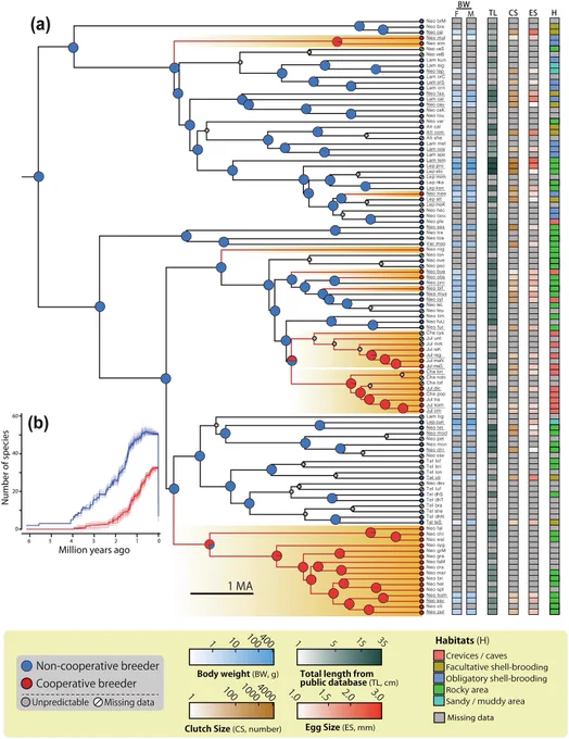 Fig. 1: Phylogenetic distribution of cooperative breeding and diversity of life history traits among lamprologine cichlids.