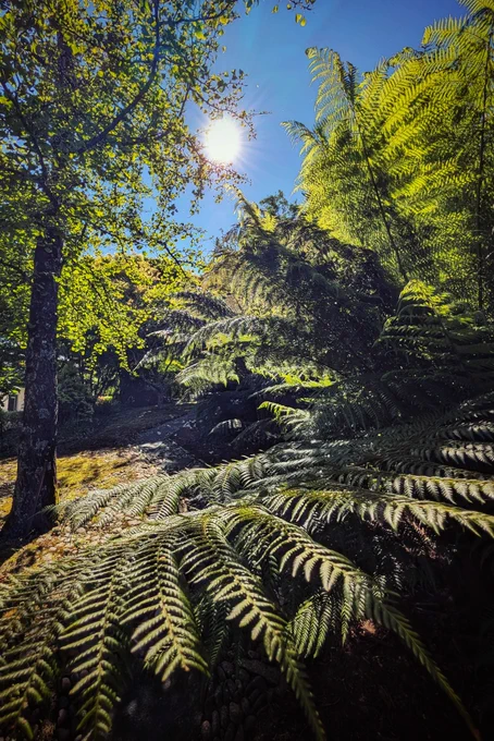 A low-angle shot looking up through a lush garden canopy on a bright, sunny day. In the foreground, large, detailed green fronds of a tree fern stretch across the frame, catching the light. To the left, a slender tree trunk rises into a canopy of delicate green leaves. The bright sun shines directly from the upper centre, creating a brilliant sunburst effect against a clear blue sky, casting a warm, magical glow over the entire prehistoric-looking woodland scene.