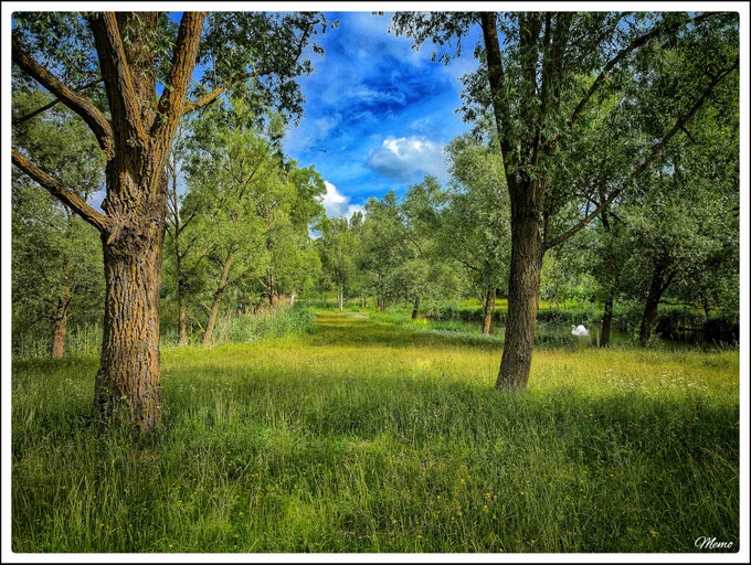 Bildbeschreibung: Blick auf eine schmale, mit verschiedenen Gräsern und blühenden Wildpflanzen bewachsene Fläche, die zwischen zwei kleinen Teichen hindurchführt.