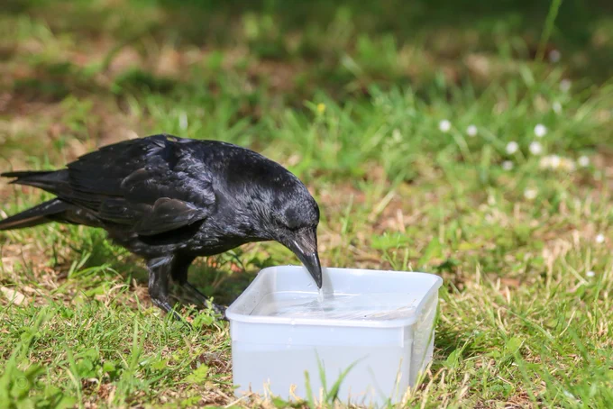 Photo of a crow who is taking a sip from a small white plastic tub which is filled with water.