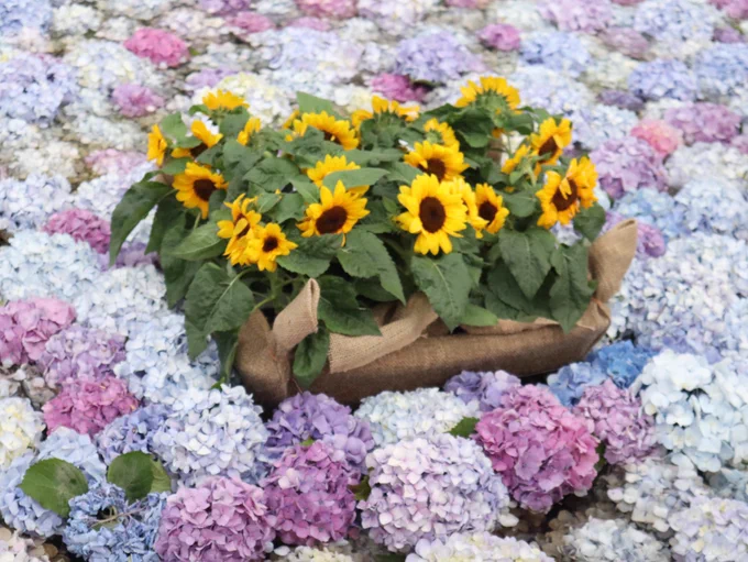 紫陽花と向日葵の写真です