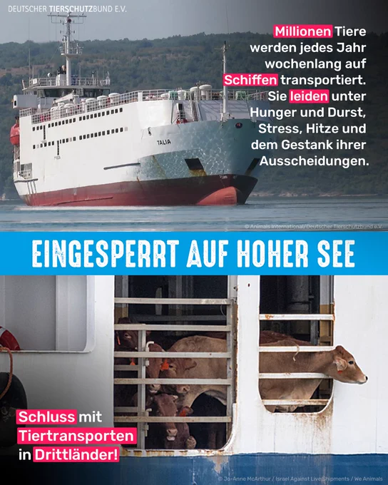 Oben: Schiff. Unten: Rind auf einem Schiffstransport. Bildtext: Eingesperrt auf hoher See - Millionen Tiere werden jedes Jahr wochenlang auf Schiffen transportiert. Sie leiden unter Hunger, Durst, Stress, Hitze und dem Gestank ihrer Ausscheidungen. Schluss mit Tiertransporten in Drittländer!