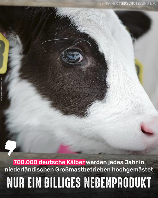 Kalb. Bildtext: 700.000 deutsche Kälber werden jedes Jahr in nieederländischen Großmastbetrieben hochgemästet - Nur ein billiges Nebenprodukt