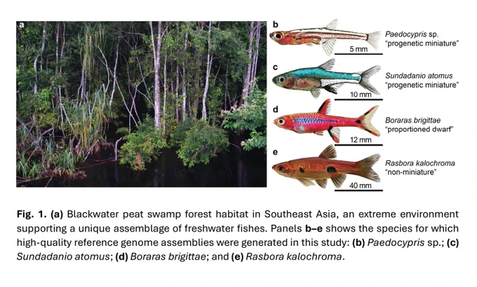 ( a ) Blackwater peat swamp forest habitat in Southeast Asia, an extreme environment supporting a unique assemblage of freshwater fishes. Panels b–e show the species for which high-quality reference genome assemblies were generated in this study: ( b ) 𝑃𝑎𝑒𝑑𝑜𝑐𝑦𝑝𝑟𝑖𝑠 𝑠𝑝.; ( c ) 𝑆𝑢𝑛𝑑𝑎𝑑𝑎𝑛𝑖𝑜 𝑎𝑡𝑜𝑚𝑢𝑠; ( d ) 𝐵𝑜𝑟𝑎𝑟𝑎𝑠 𝑏𝑟𝑖𝑔𝑖𝑡𝑡𝑎𝑒; and ( e ) 𝑅𝑎𝑠𝑏𝑜𝑟𝑎 𝑘𝑎𝑙𝑜𝑐ℎ𝑟𝑜𝑚𝑎.