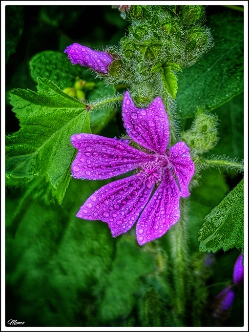 Bildbeschreibung: Die nach einem Regenschauer mit kleinen Wassertropfen bedeckten violetten Blütenblätter einer Wilden Malve.
