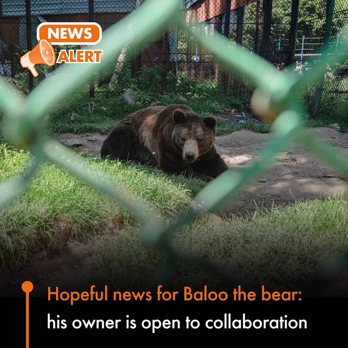 News alert
Hopeful news for Baloo the bear: his owner is open to collaboration
Image: Baloo the bear seen through the fence of his cage