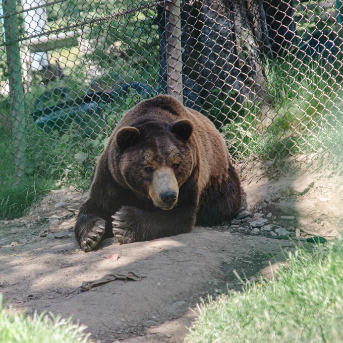 Baloo the bear lying down in his cage