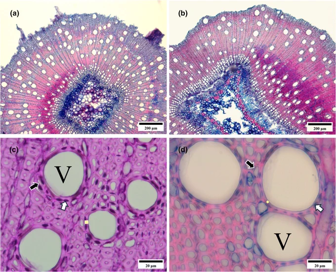 Examples of cross-sectional images of branchlets at 4× and 40×.