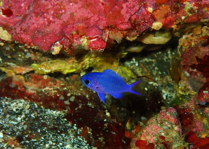 Hachijojima, concolor, nitrox, Whitespot damsel, juvenile, macro photography, scubadiving