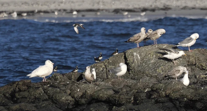 Glaucous Gull.