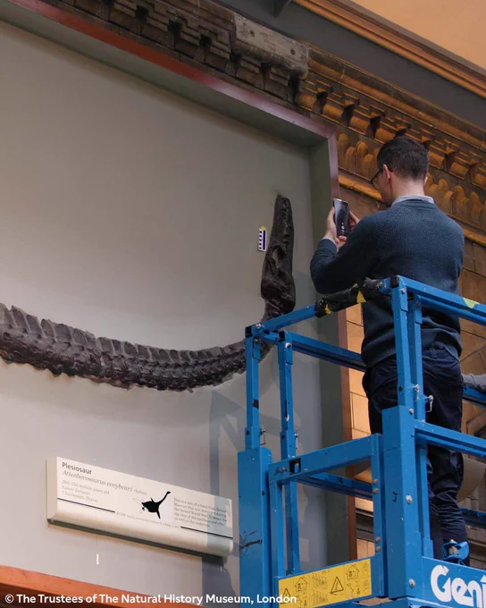 From a portable lift, Dr Marc Jones takes a photo of a scale bar next to the skull of an Attenborosaurus specimen mounted on the wall of our Fossil Marine Reptile Gallery.