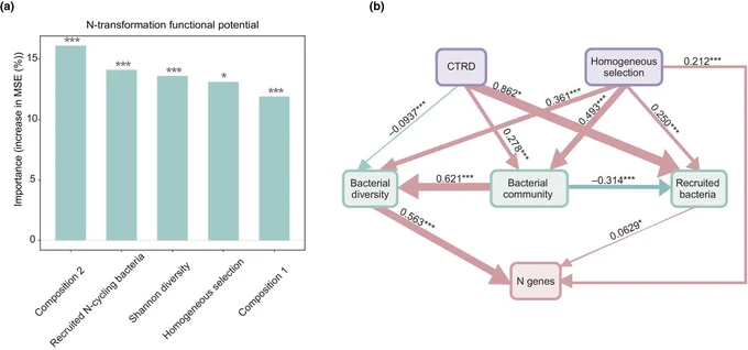 Root traits regulate microbially mediated nitrogen-transformation potential.