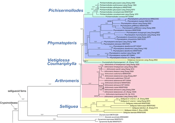 Tree diagram resolving selligueoid ferns into six major clades, recovering the monophyly of Arthromeris, Pichisermollodes, and Phymatopteris (excl. type)   Gymnogrammitis (Selliguea will become monophyletic if two isolated species are excluded). Instead of lumping all genera into one genus, the authors propose recognizing the six major clades as six genera: Arthromeris, Pichisermollodes, Phymatopteris, Selliguea, Coumariphylla (four spp.; gen. nov.), and Vietiglossa (one sp.; gen. nov.), to optimally retain the nomenclatural stability. 