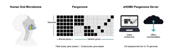  Conceptual overview of human oral microbiome pangenomes.