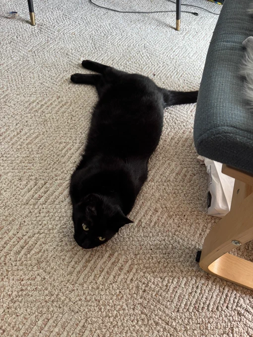 Beetle the black cat laying flat on his belly on the carpet with his back legs sticking out to the side and his front legs tucked under so he looks armless