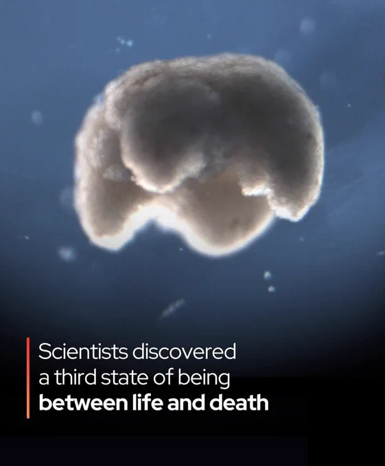 Scientists have identified a mysterious "third state" between life and death — where some cells don't simply perish.

Instead, the reorganize into new life after an organism dies.

 Under the right conditions, these cells can reorganize, adapt, and even create entirely new, functional structures. 

In a remarkable experiment, researchers took skin cells from a deceased frog embryo and watched as they assembled into living entities called xenobots. These tiny, self-propelled organisms could move, heal, and even replicate by herding other cells into their shape—behaviors never seen in ordinary tissue.

Even more astonishing, similar results have emerged in human cells. Lung cells from a donor formed anthrobots—small, mobile blobs capable of interacting with their environment and even assisting nearby nerve repair. These findings suggest that, far from being inert, some post-mortem cells retain regenerative creativity. Scientists envision future biobots built from a patient’s own cells.