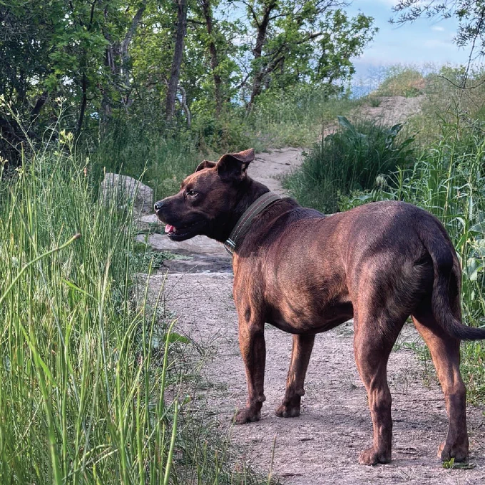 A brindle-coated, medium-sized dog standing on a dirt hiking trail, viewed from the side and slightly behind. The dog is wearing a green collar, has its ears alertly perked up, and is looking off to the left into the tall green grass that lines the path. The background features lush green trees and a trail winding upward under a partly cloudy sky.
