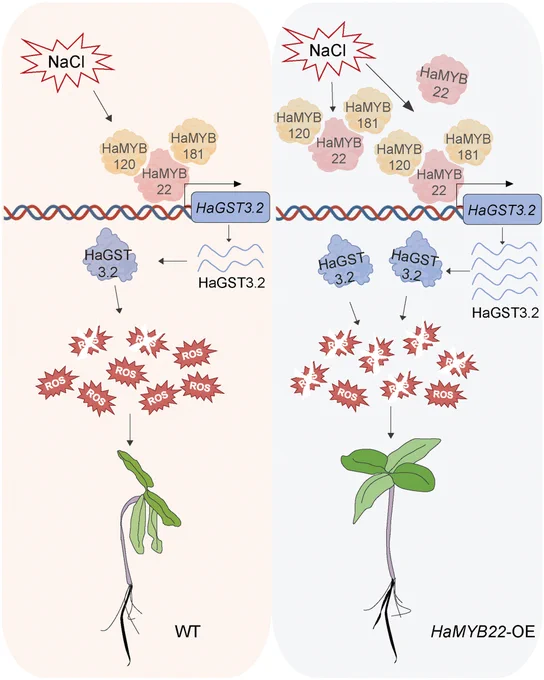 Diagram comparing WT and HaMYB22-OE plants under salt stress conditions, showing how transcription factors HaMYB22, HaMYB120, and HaMYB121 cooperatively activate the transcription of the glutathione S-transferase gene HaGST3.2, thereby facilitating the removal of reactive oxygen species induced by salt stress in sunflowers and improving their salt tolerance.