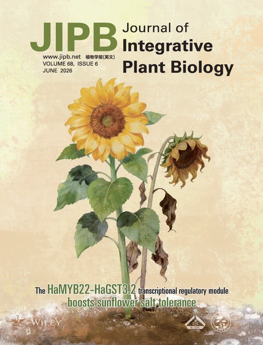 Cover of the June 2026 issue of JIPB, featuring a sunflower with an enhanced MYB22–GST3.2 module (left), exhibiting significantly stronger salt stress tolerance compared to the salt sensitive control (right).
