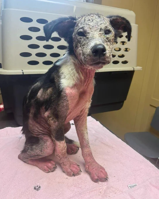 cluck, a 1-year old terrier mix, sits on a pink towel in a vet office. patches of pink skin inflamed with mange show through her black and white fur. her face is roughly matted. she looks at the camera.