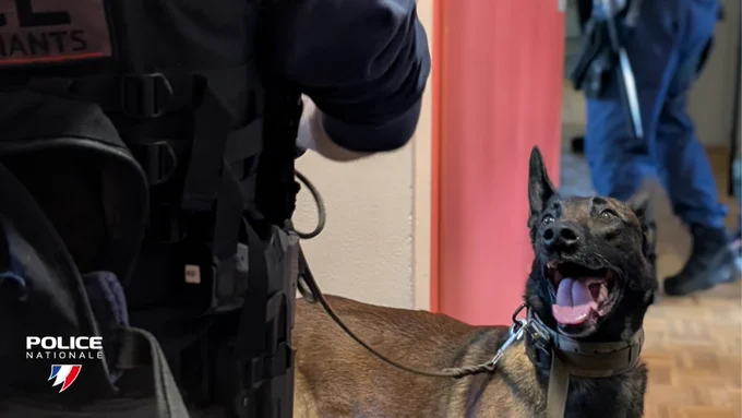 Chien en laisse avec un policier
