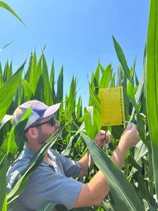 Person in a gray shirt and cap attaching a yellow insect trap card to tall green corn plants under a clear blue sky.