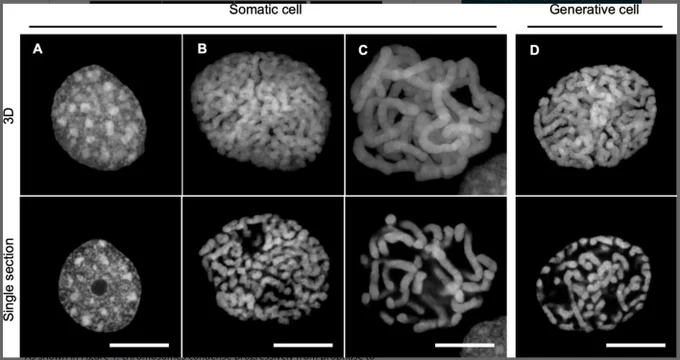 Unique chromatin organization in generative cells. (A–D) DAPI-stained nuclei showing chromatin organization. 3D reconstruction of confocal Z-stack images (3D) and a single optical section from the same stack (Single section) are shown. Interphase somatic nucleus (A), prophase somatic nucleus (B), prometaphase somatic nucleus (C), and generative cell nucleus in desiccated pollen (D). Scale bars: 10 μm. DAPI, 4′,6-diamidino-2-phenylindole.