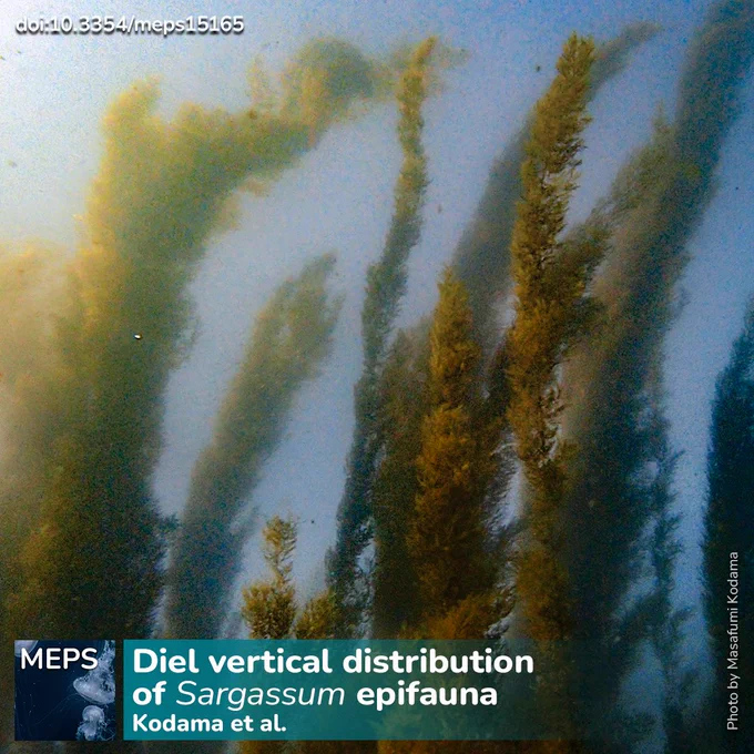 Underwater view of a dense Sargassum horneri bed, with tall macroalgal thalli rising vertically through blue water like a submerged forest. Soft light enters from the upper left, and the long, narrow thalli create a layered three-dimensional habitat extending from the seafloor toward the surface.
