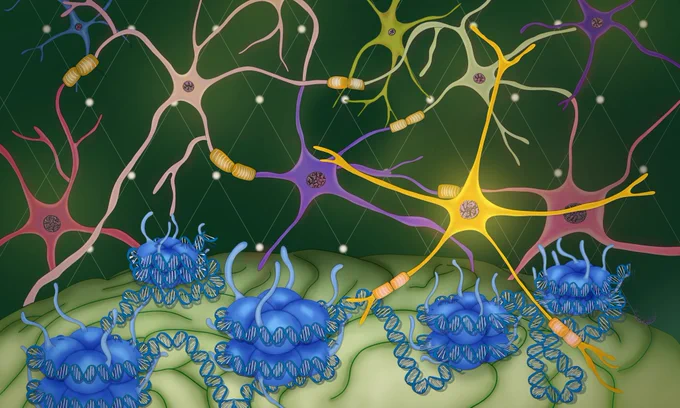 Conference Key Visual showing neurons and chromatins. Credit: Gloria Fuentes/EMBL