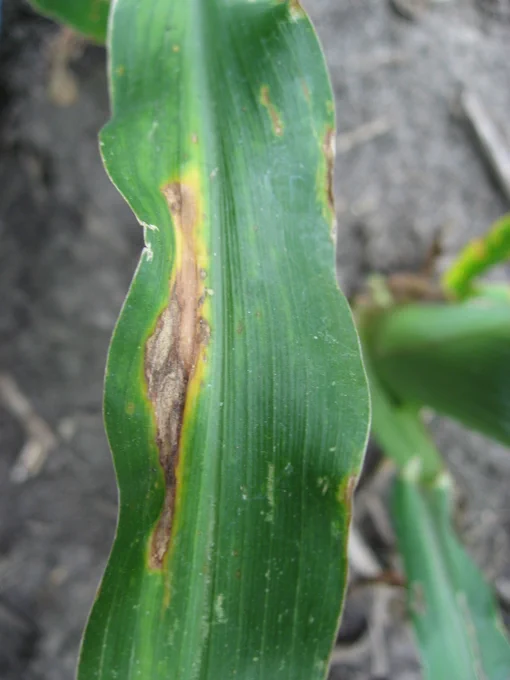 Anthracnose leaf blight lesion on corn leaf. 